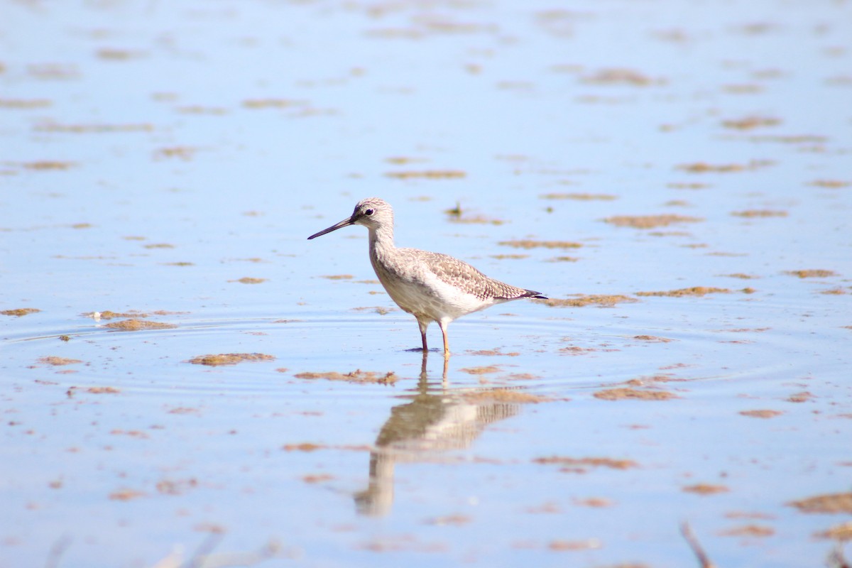 Greater Yellowlegs - ML645029648