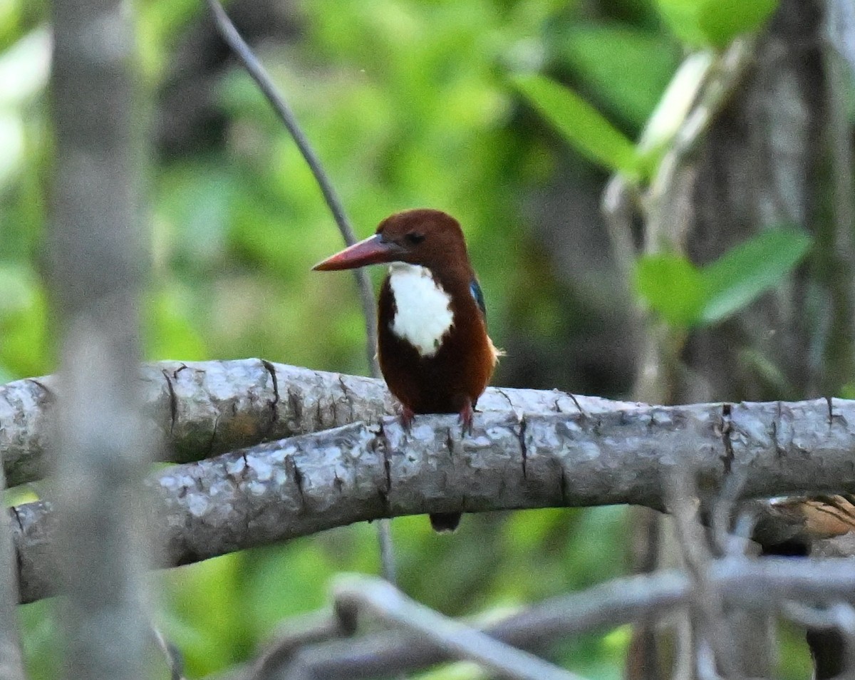 ledňáček hnědohlavý - ML645029659