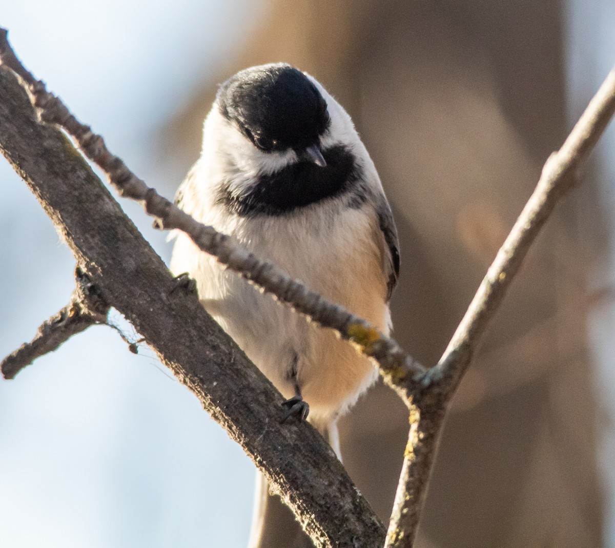 Black-capped Chickadee - ML645029660