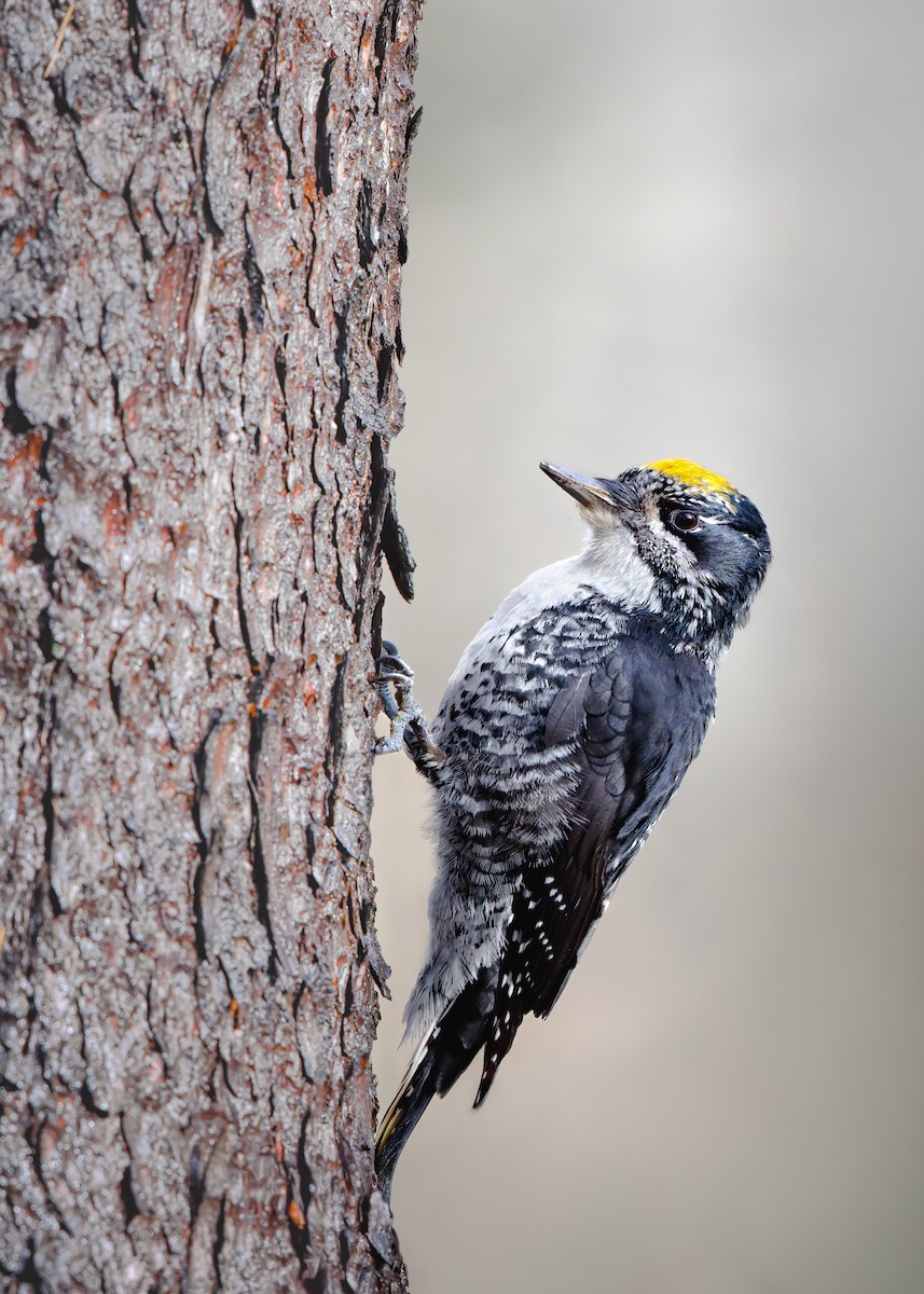 American Three-toed Woodpecker - ML645029667
