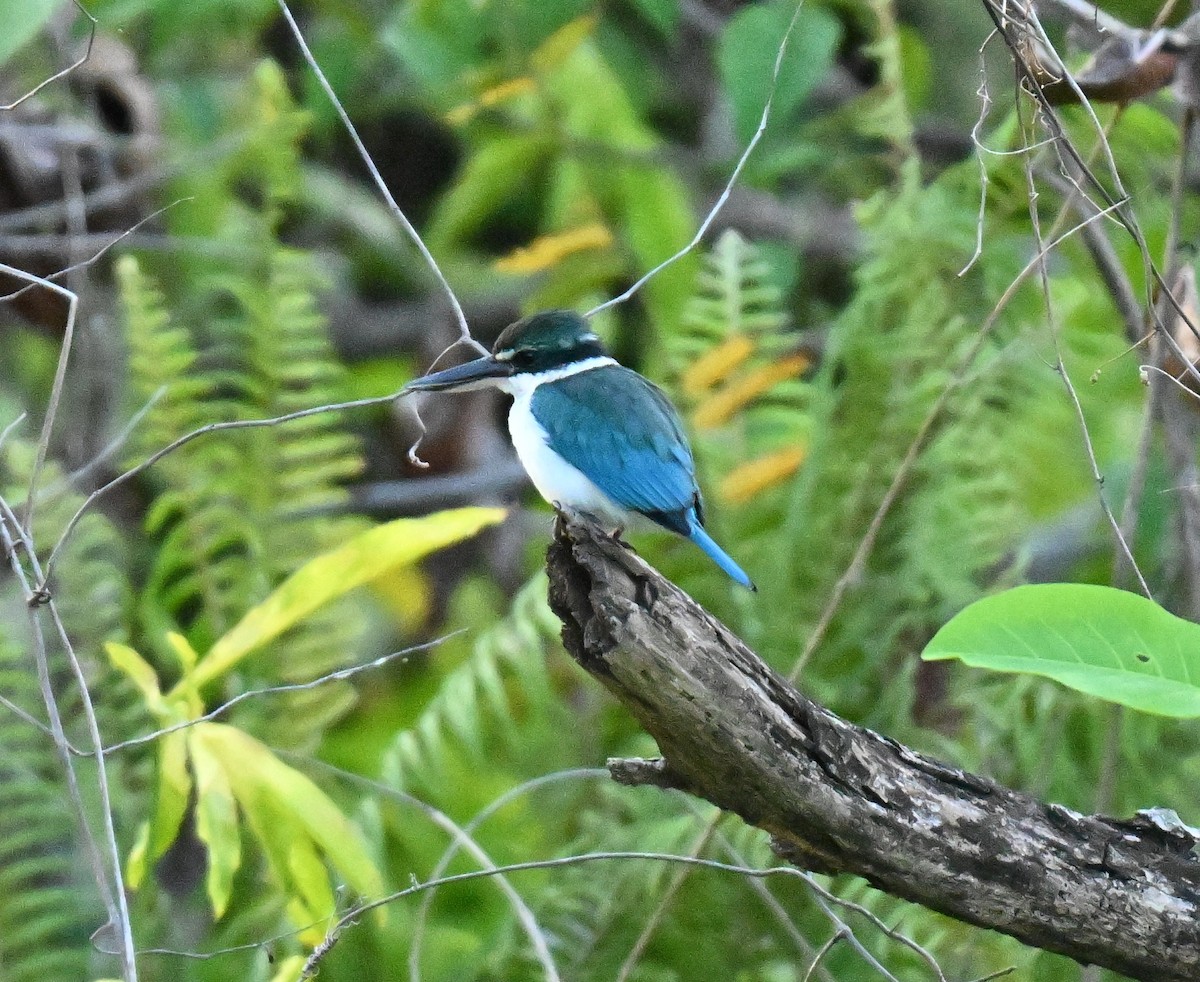 ledňáček obojkový - ML645029673