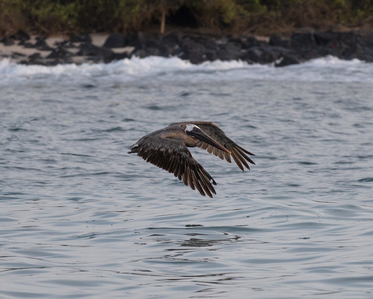 Brown Pelican - ML645029677
