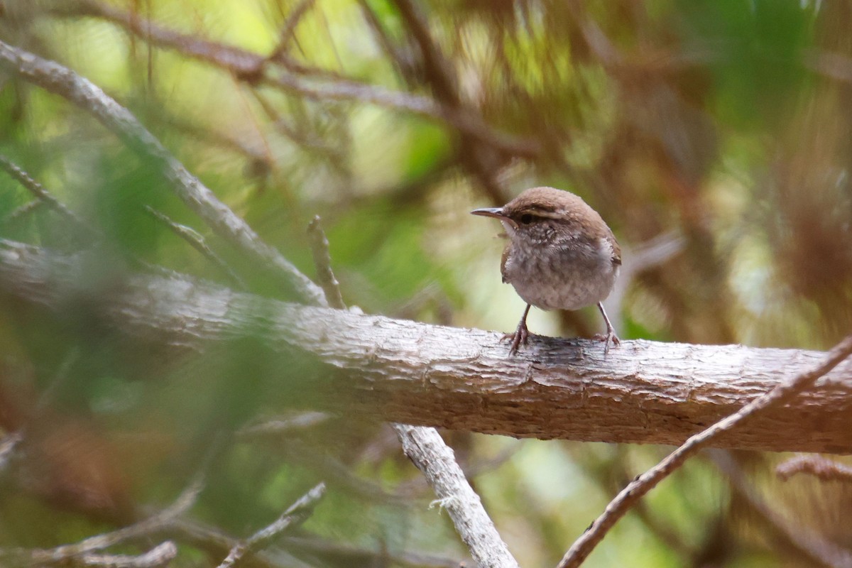 Підбуреник - ML645029678