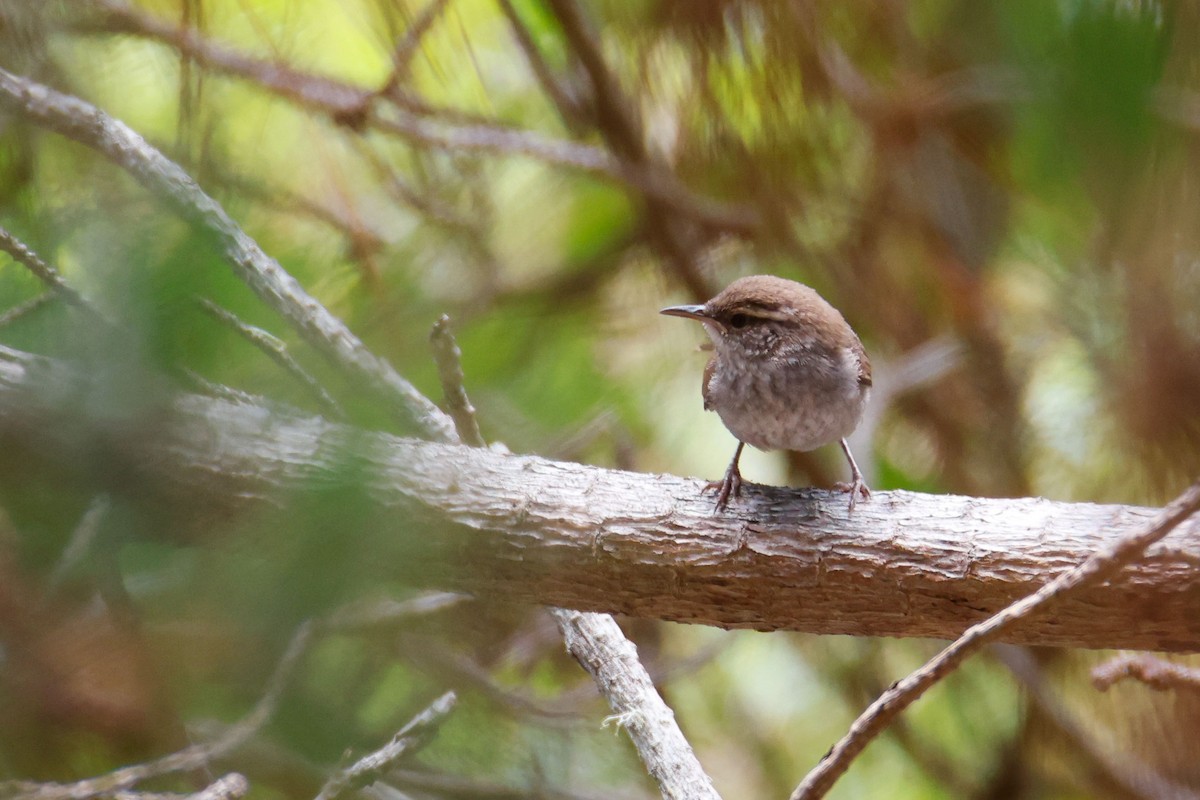 Підбуреник - ML645029679