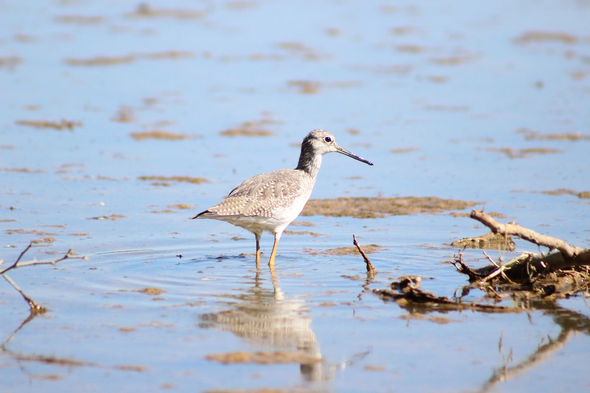 Greater Yellowlegs - ML645029683