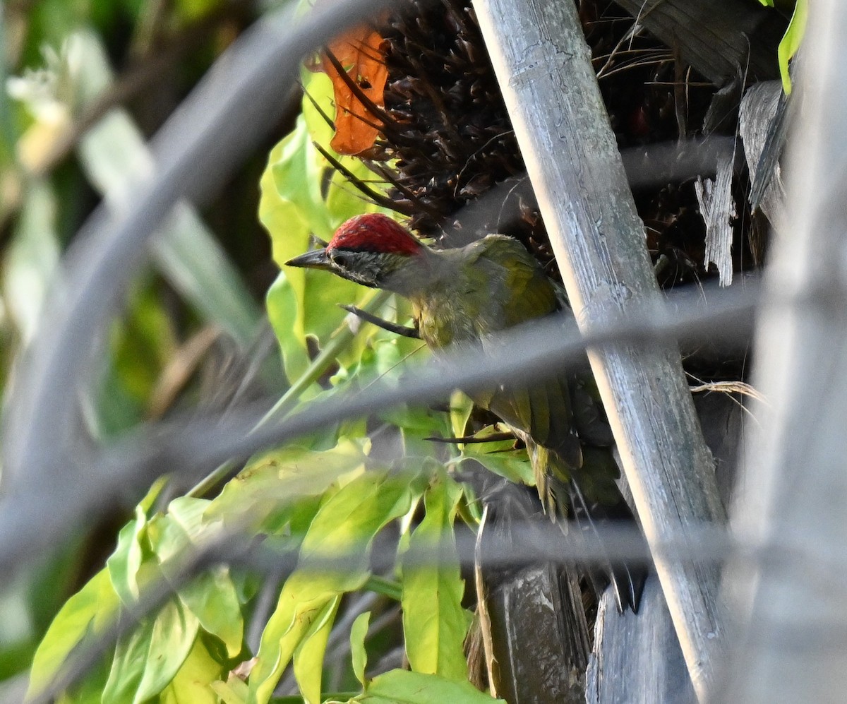 žluna krajkovaná - ML645029684