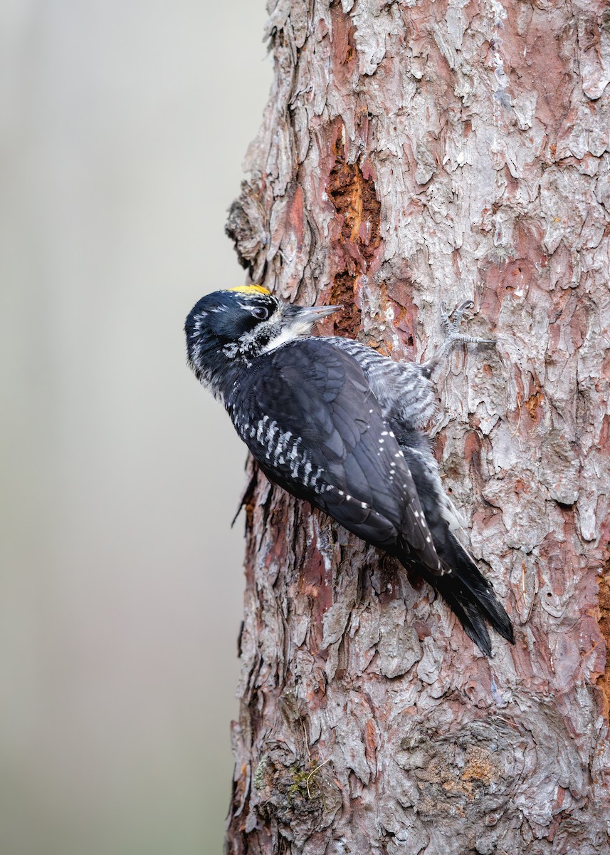 American Three-toed Woodpecker - ML645029688