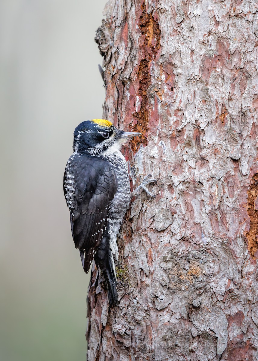 American Three-toed Woodpecker - ML645029689