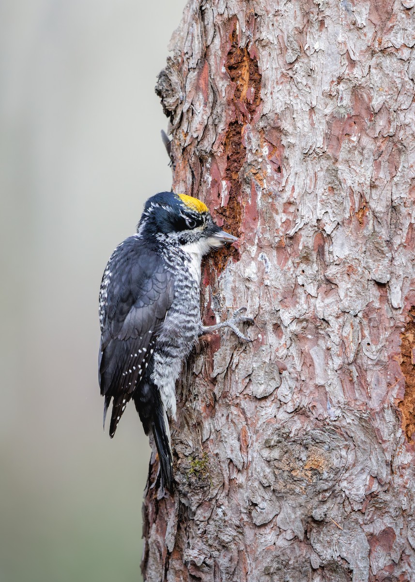 American Three-toed Woodpecker - ML645029690