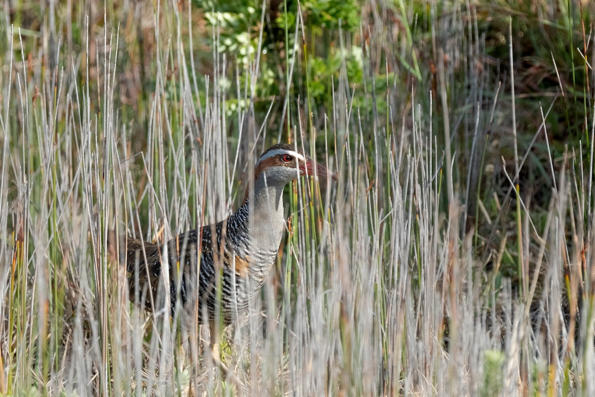 Buff-banded Rail - ML645029701