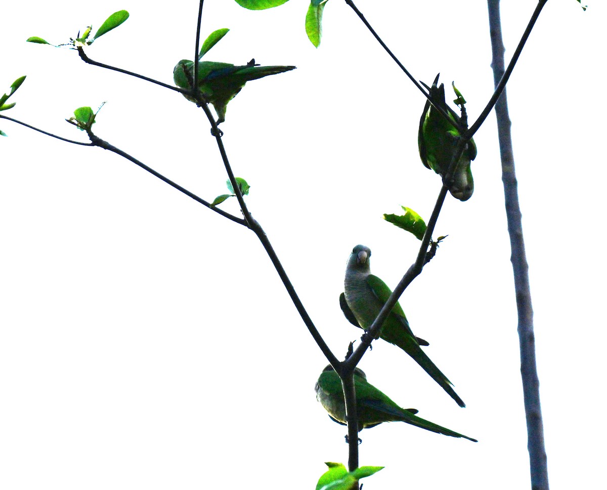 mníšek šedý - ML645029702