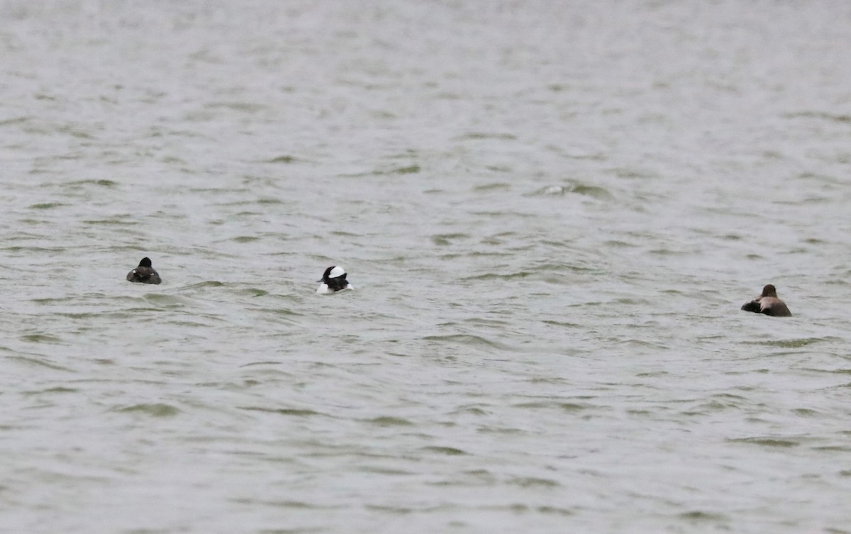 Bufflehead - ML645029703