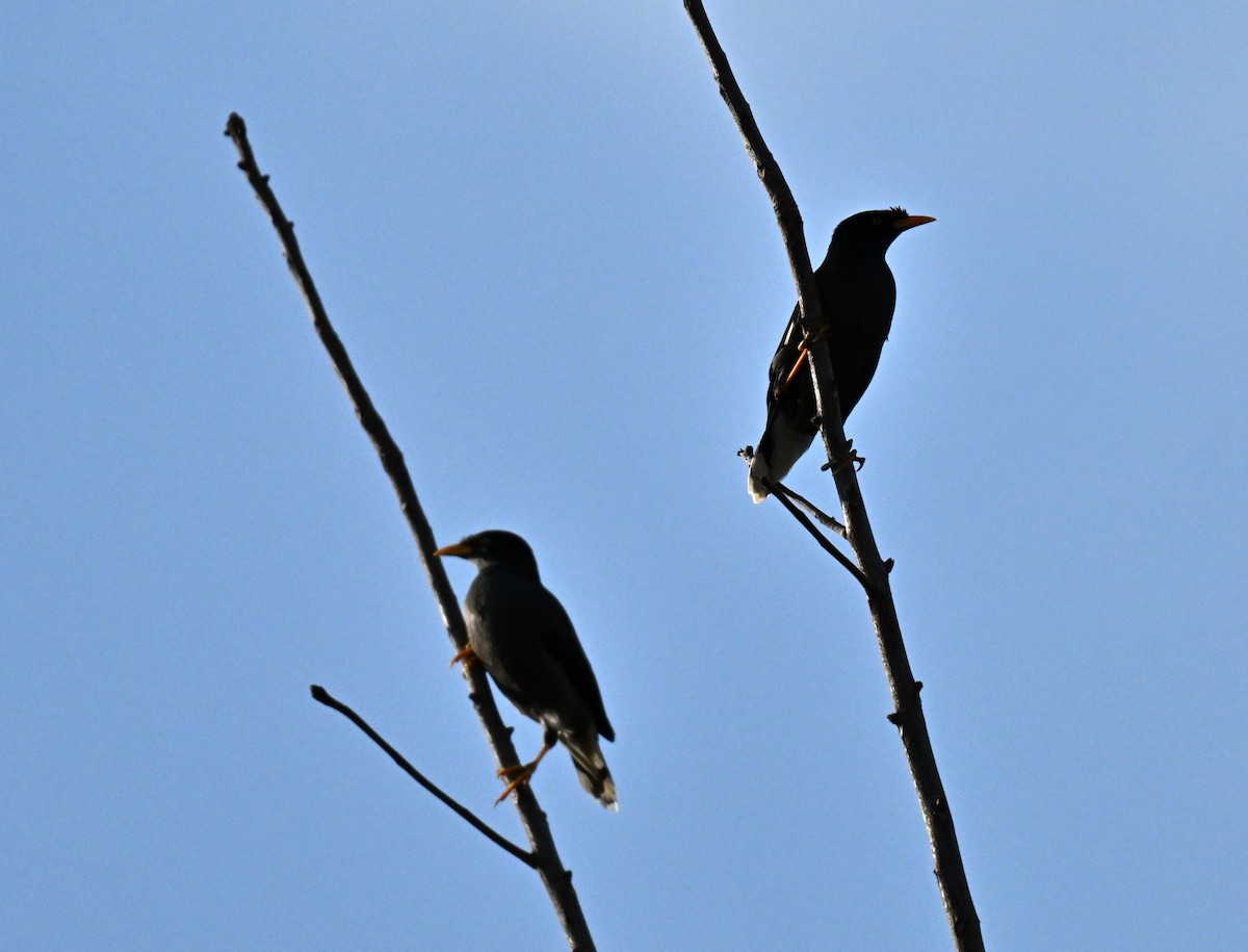 majna jávská - ML645029725