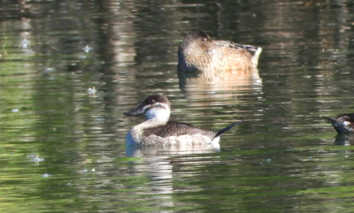 Schwarzkopf-Ruderente - ML645029729