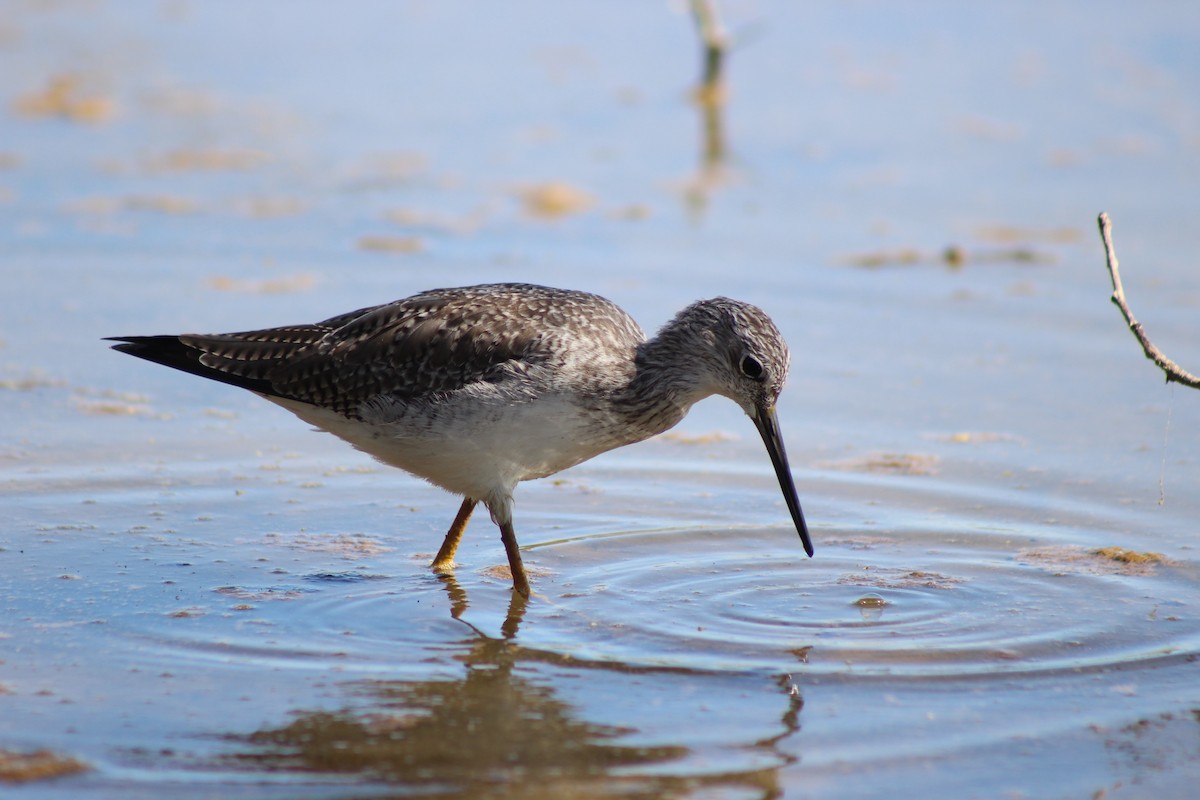 Greater Yellowlegs - ML645029731