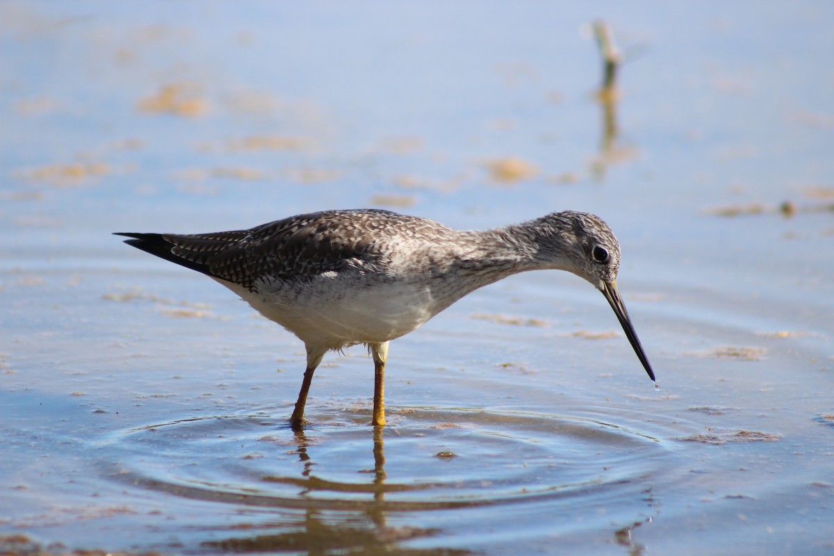 Greater Yellowlegs - ML645029732