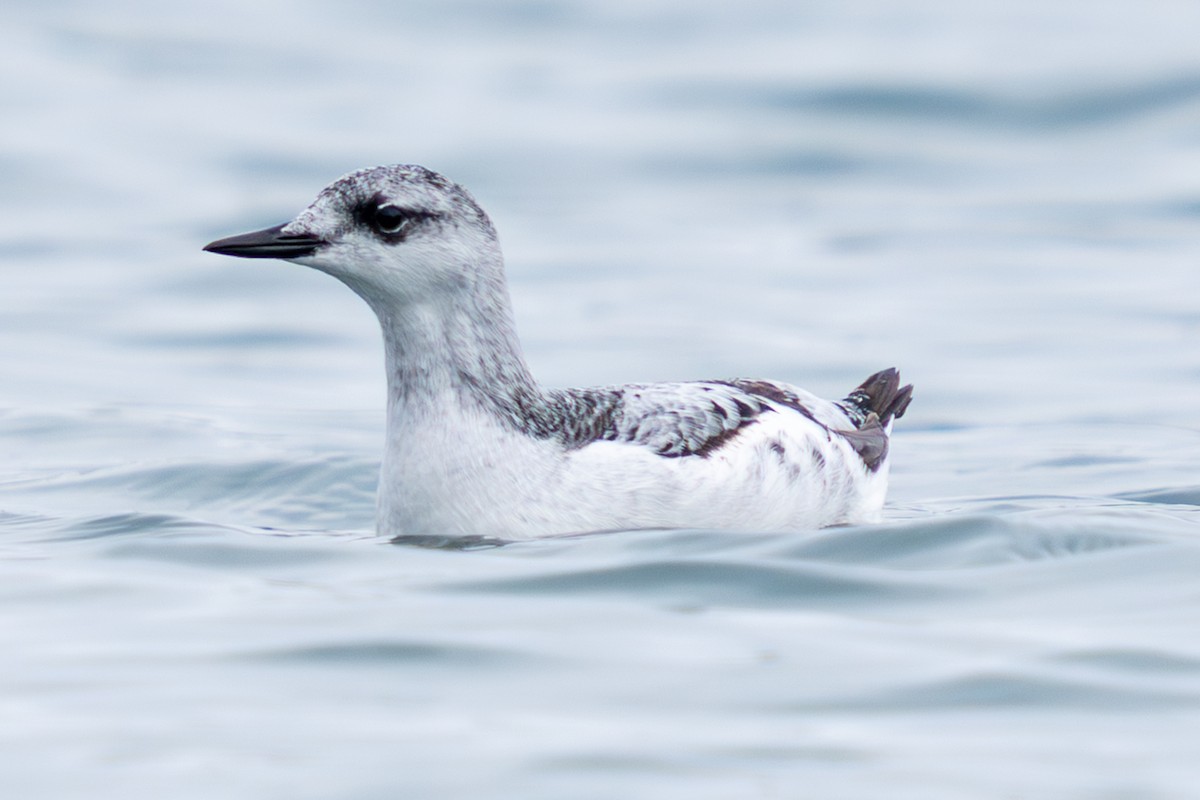 אוריה שחורה - ML645029733