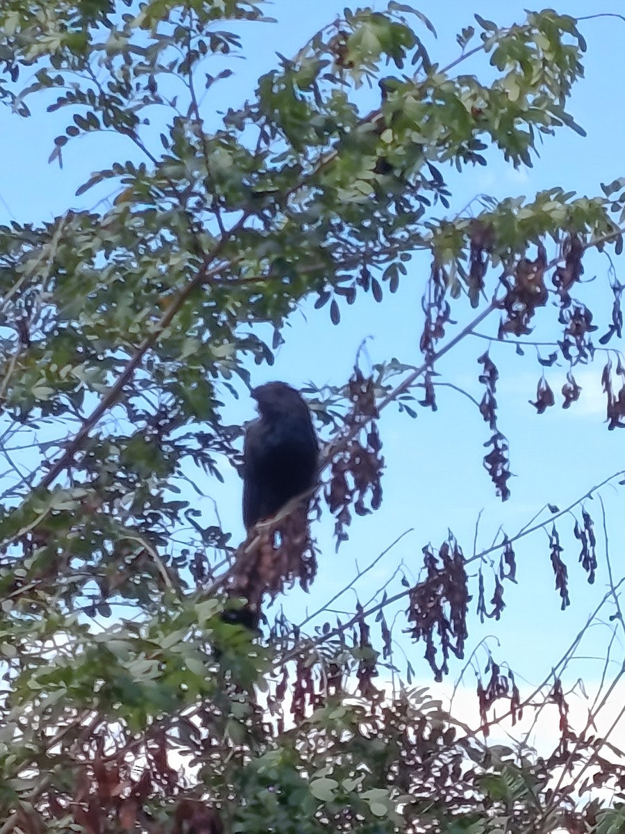 Groove-billed Ani - ML645029736