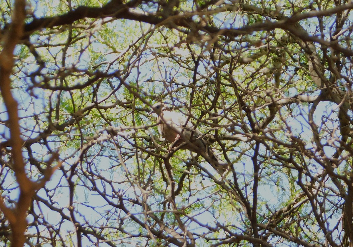 West Peruvian Dove - ML645029748