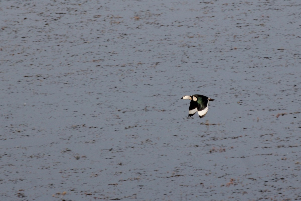 ナンキンオシ - ML645029758