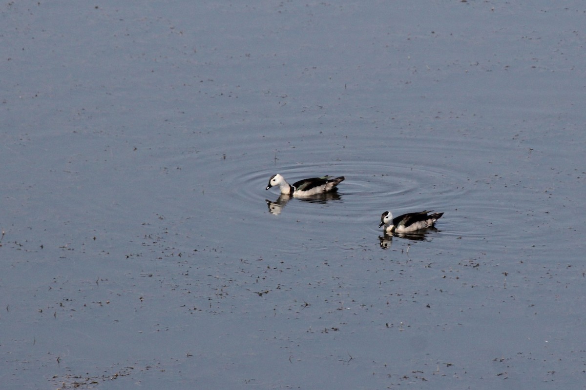 ナンキンオシ - ML645029759