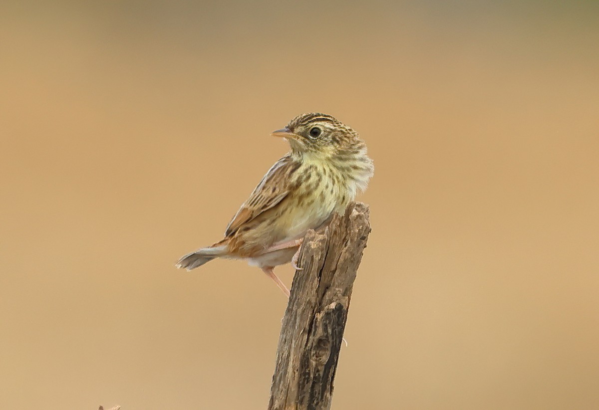 Cisticole pinc-pinc - ML645029768