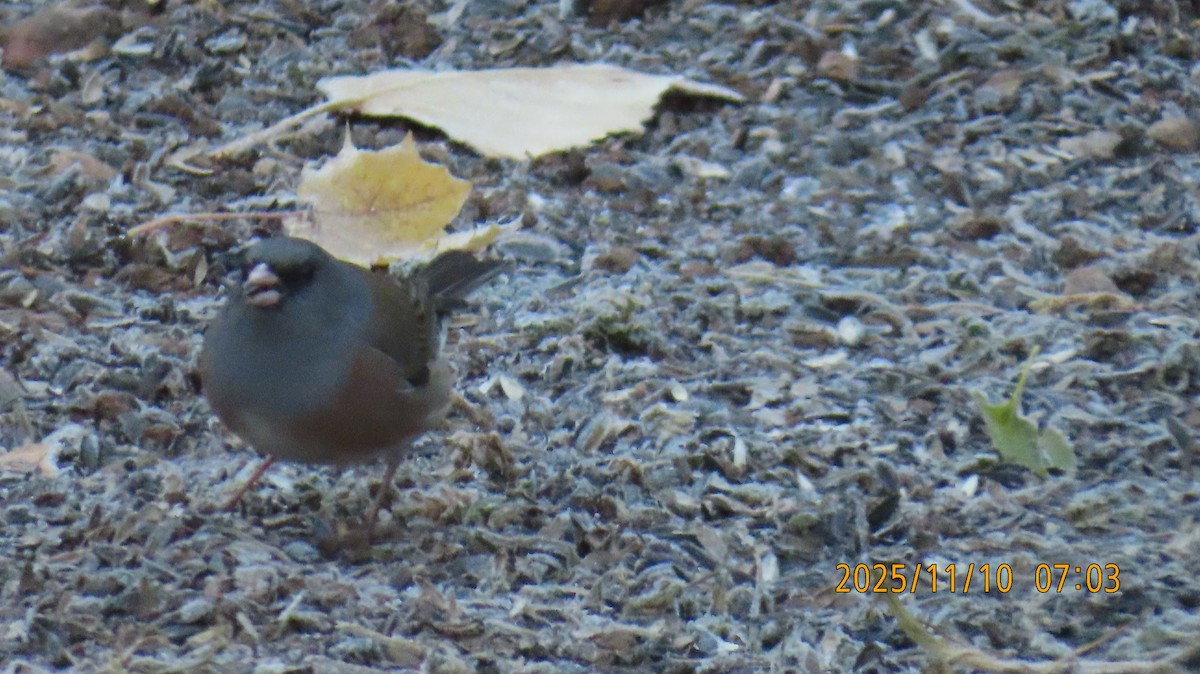 Dark-eyed Junco (Pink-sided) - ML645029771