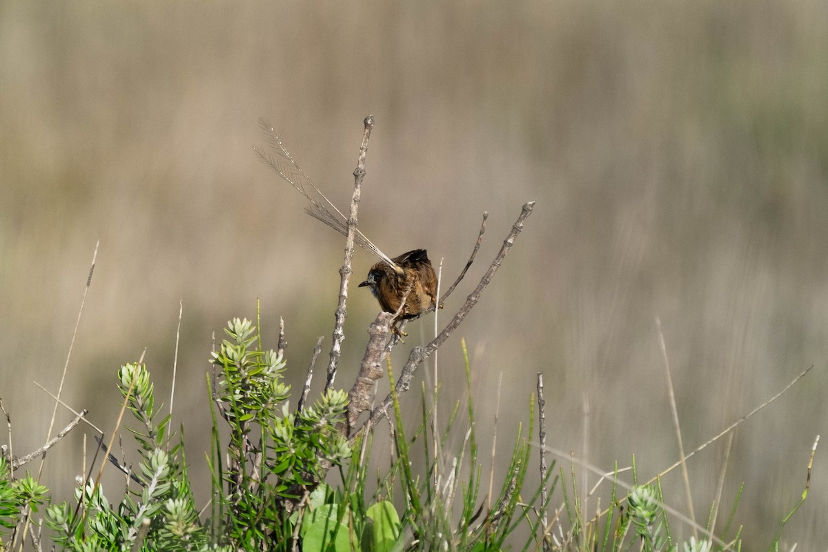 Southern Emuwren - ML645029776