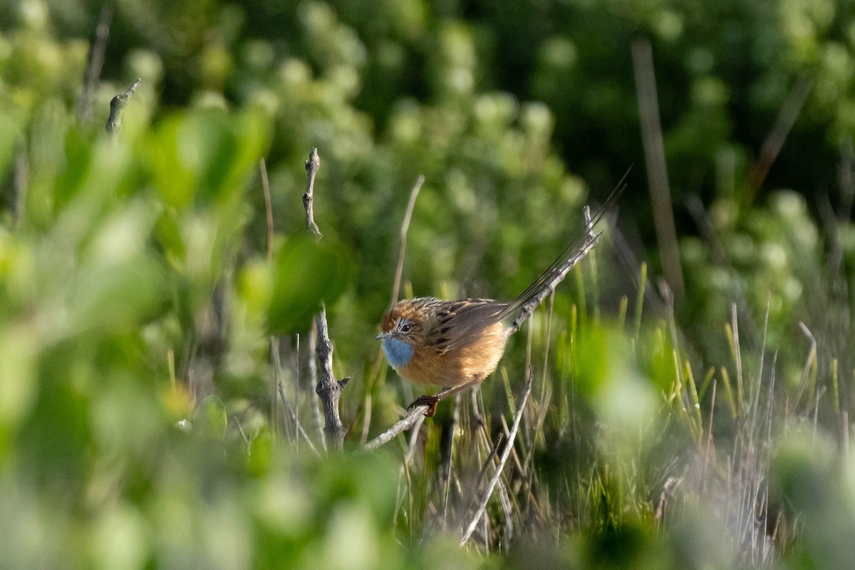 Southern Emuwren - ML645029777