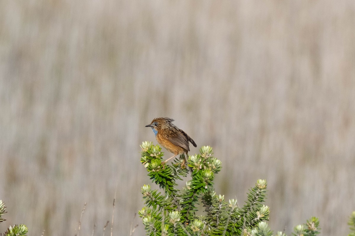 Southern Emuwren - ML645029778