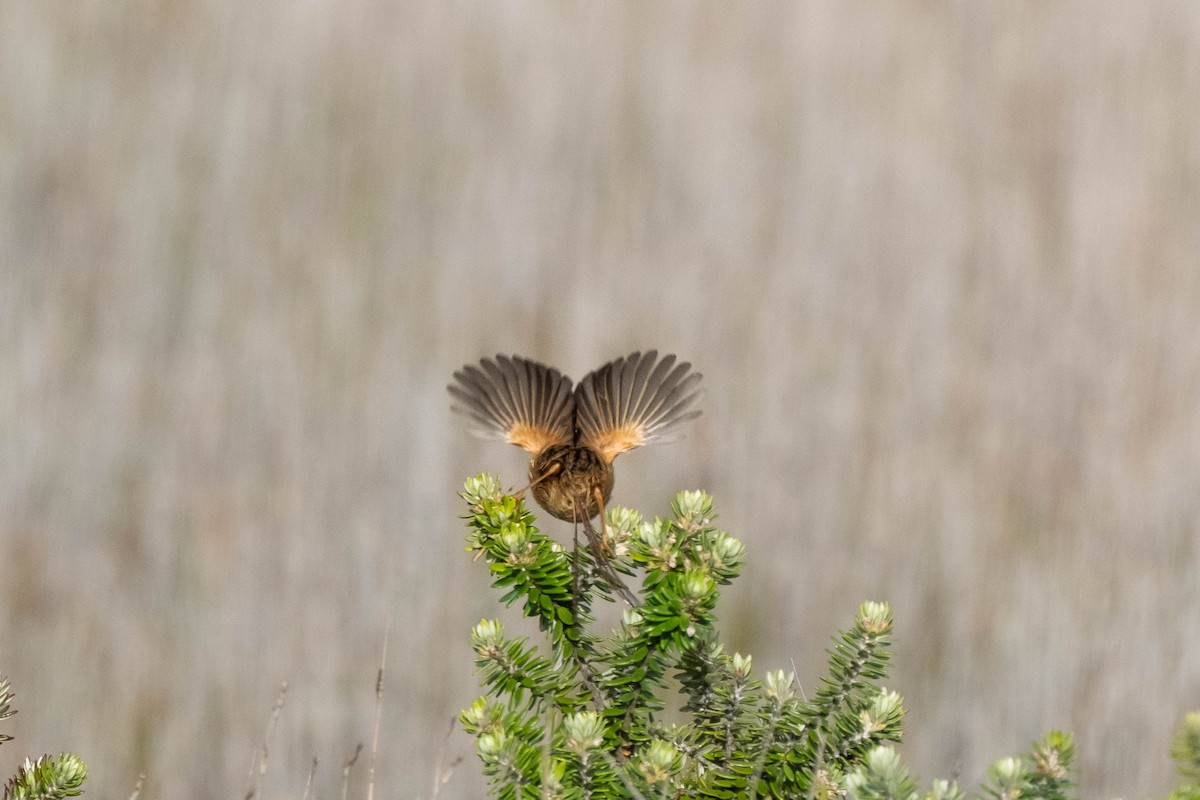 Southern Emuwren - ML645029779