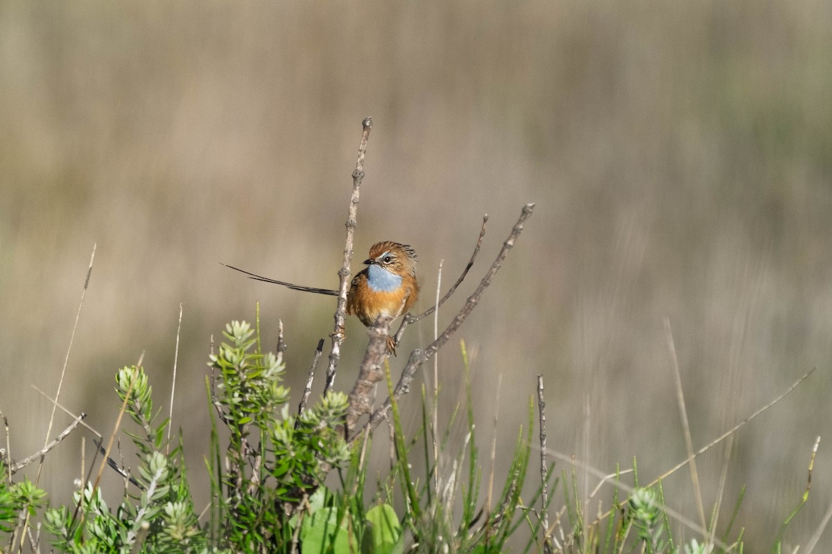 Southern Emuwren - ML645029780