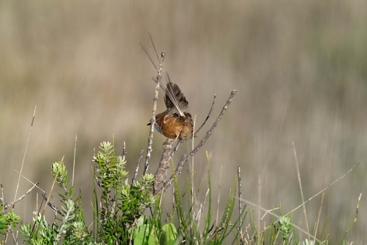 Southern Emuwren - ML645029781