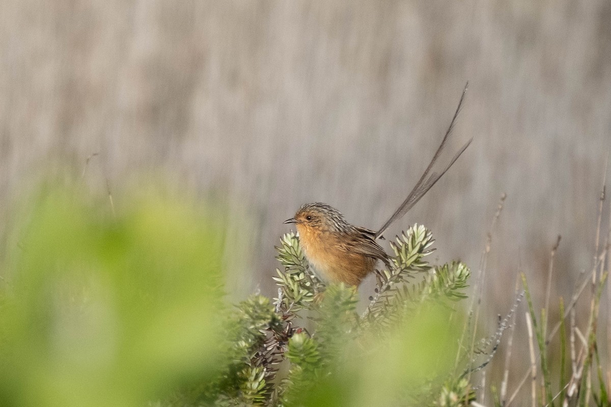 Southern Emuwren - ML645029782