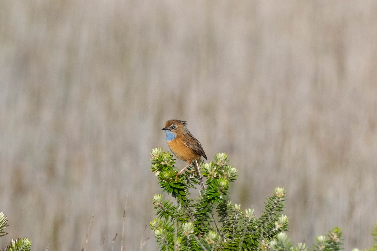 Southern Emuwren - ML645029783