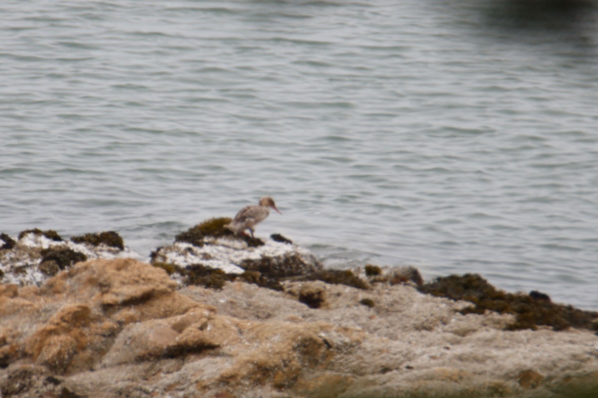 Red-breasted Merganser - ML645029785