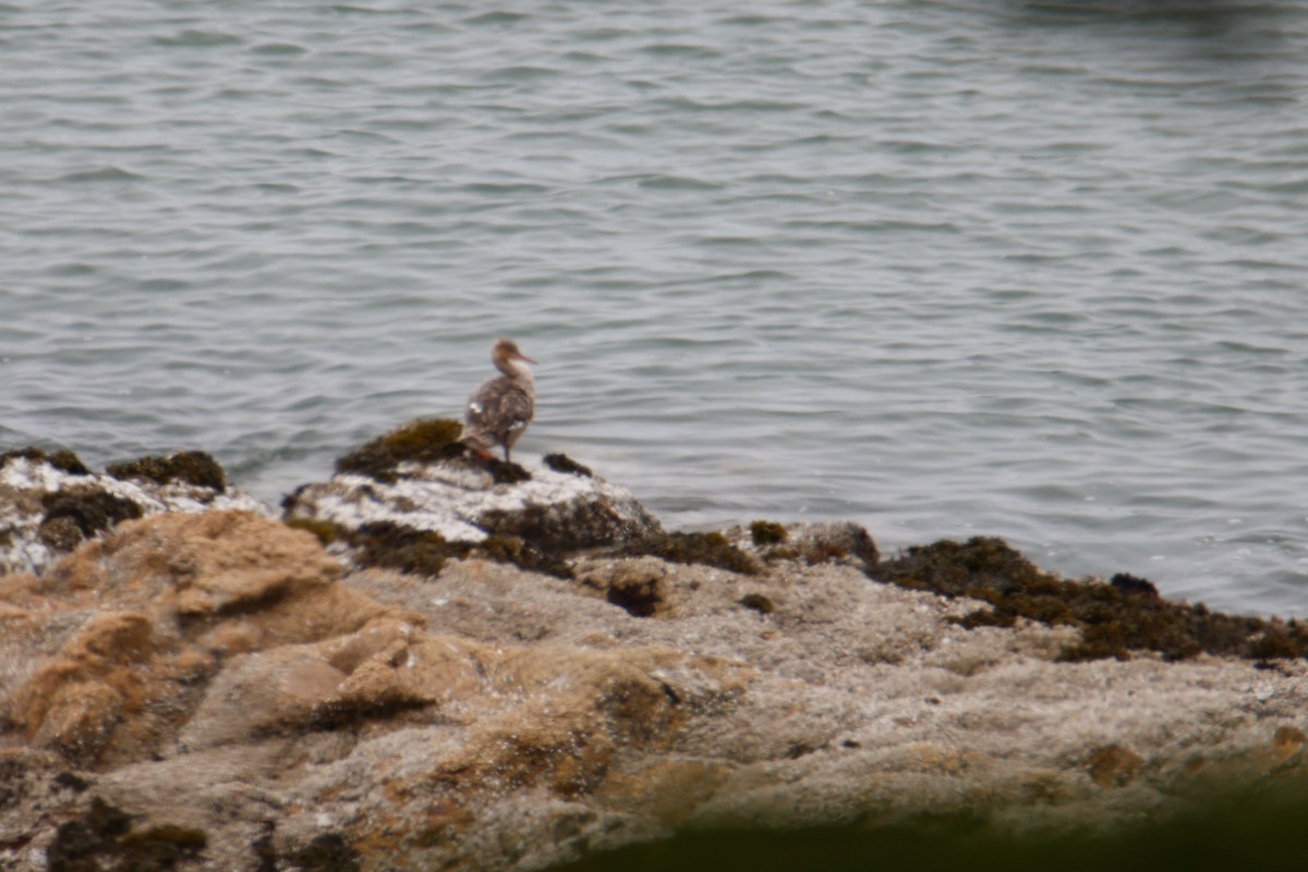 Red-breasted Merganser - ML645029786