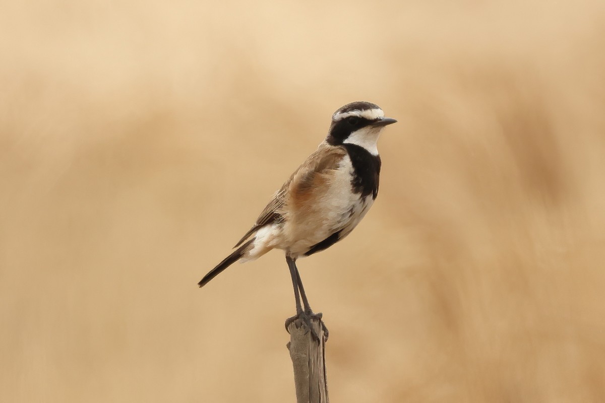 Capped Wheatear - ML645029788