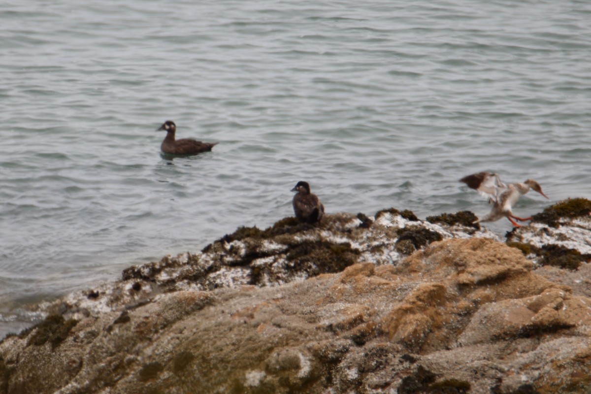 Surf Scoter - ML645029789
