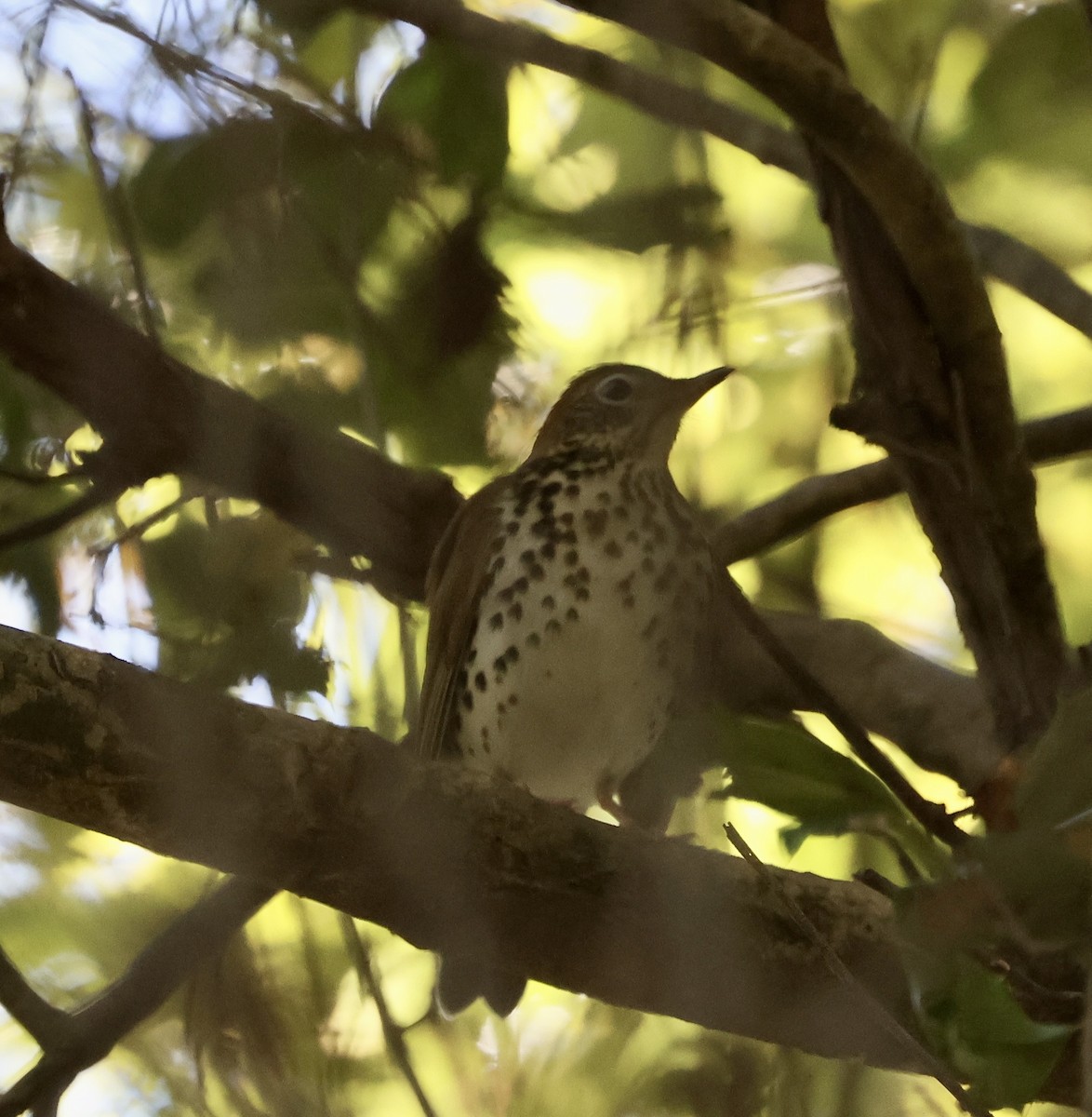 Wood Thrush - ML645029790