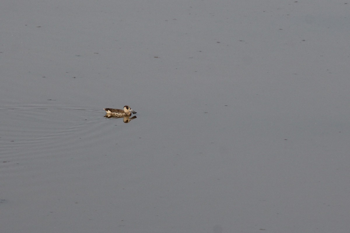 Pink-eared Duck - ML645029791