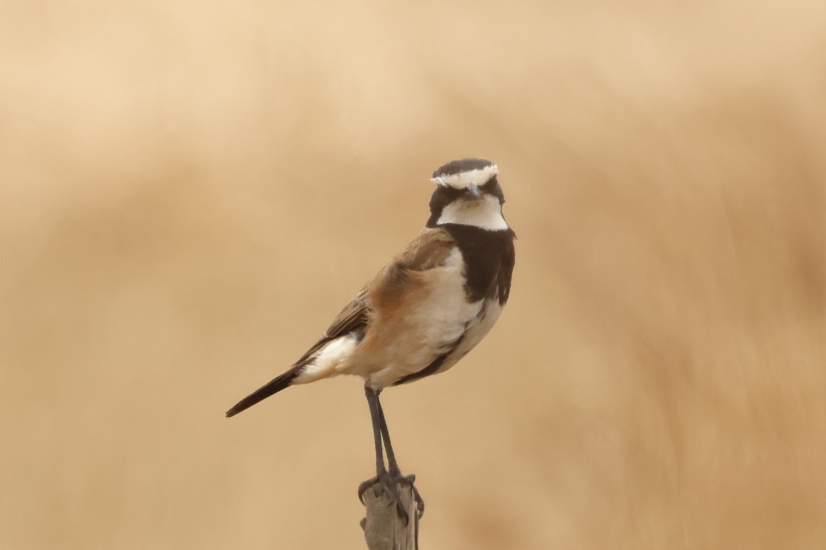 Capped Wheatear - ML645029793
