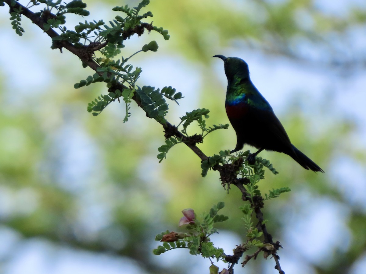 Marico Sunbird - ML645029794