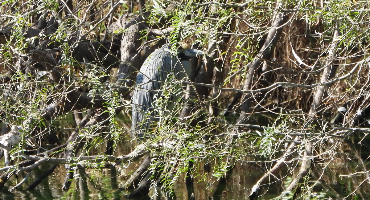 Yellow-crowned Night Heron - ML645029796