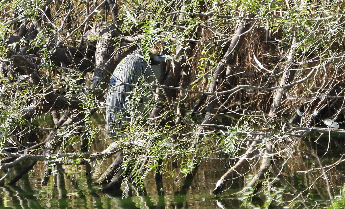 Yellow-crowned Night Heron - ML645029797