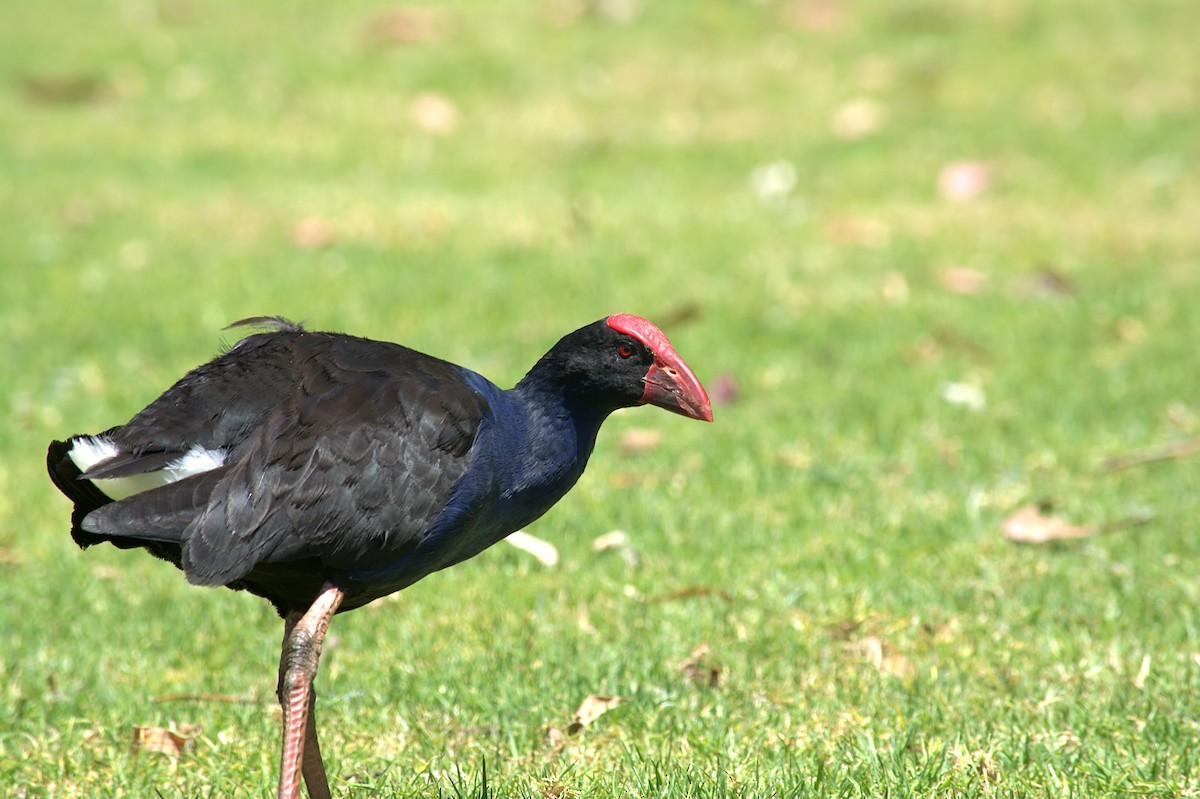 Australasian Swamphen - ML645029798