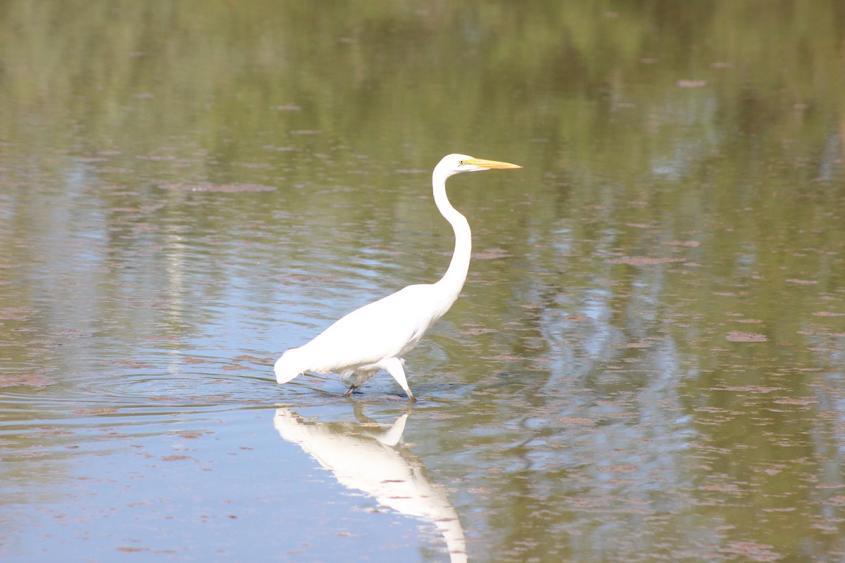Great Egret - ML645029799