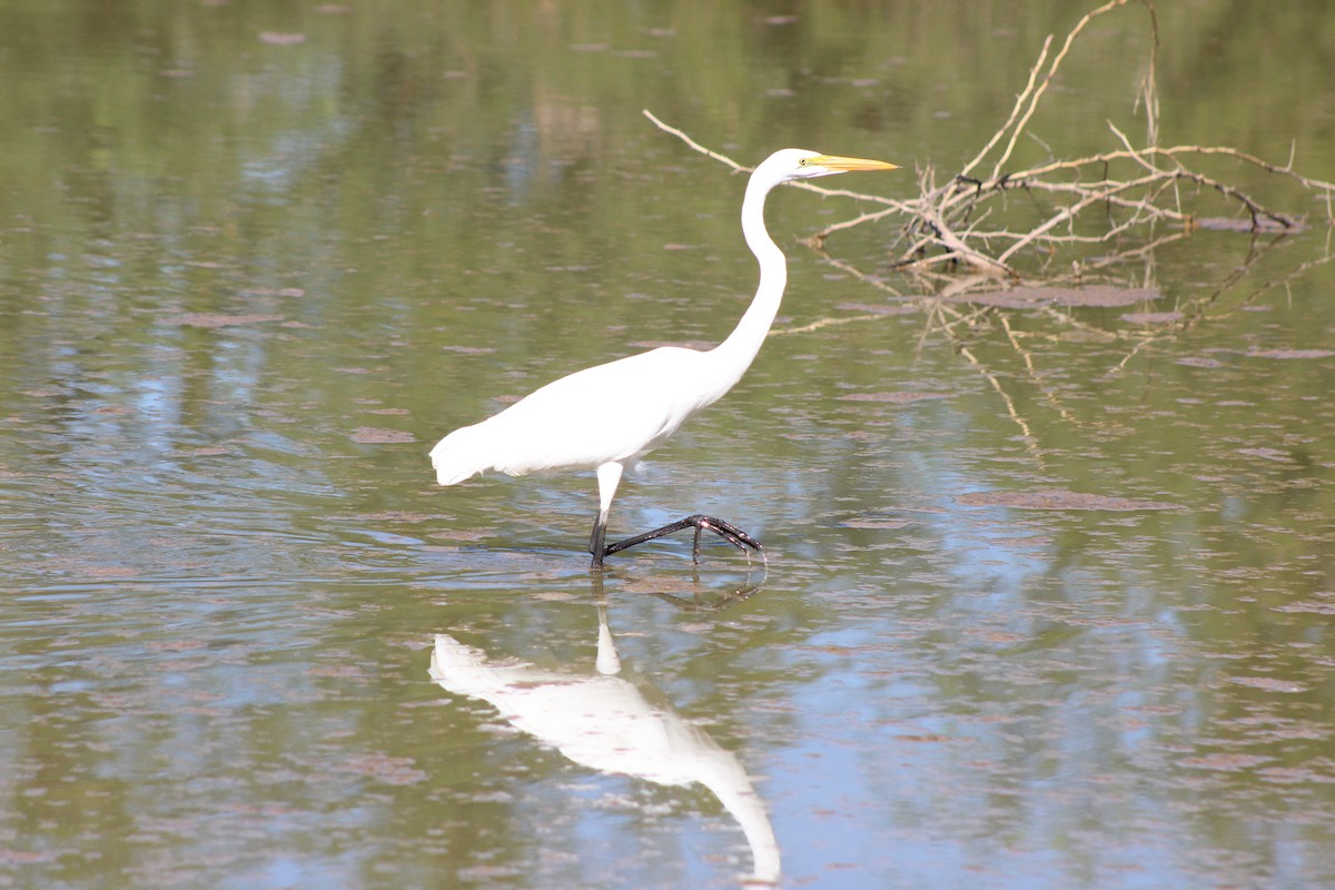 Great Egret - ML645029800