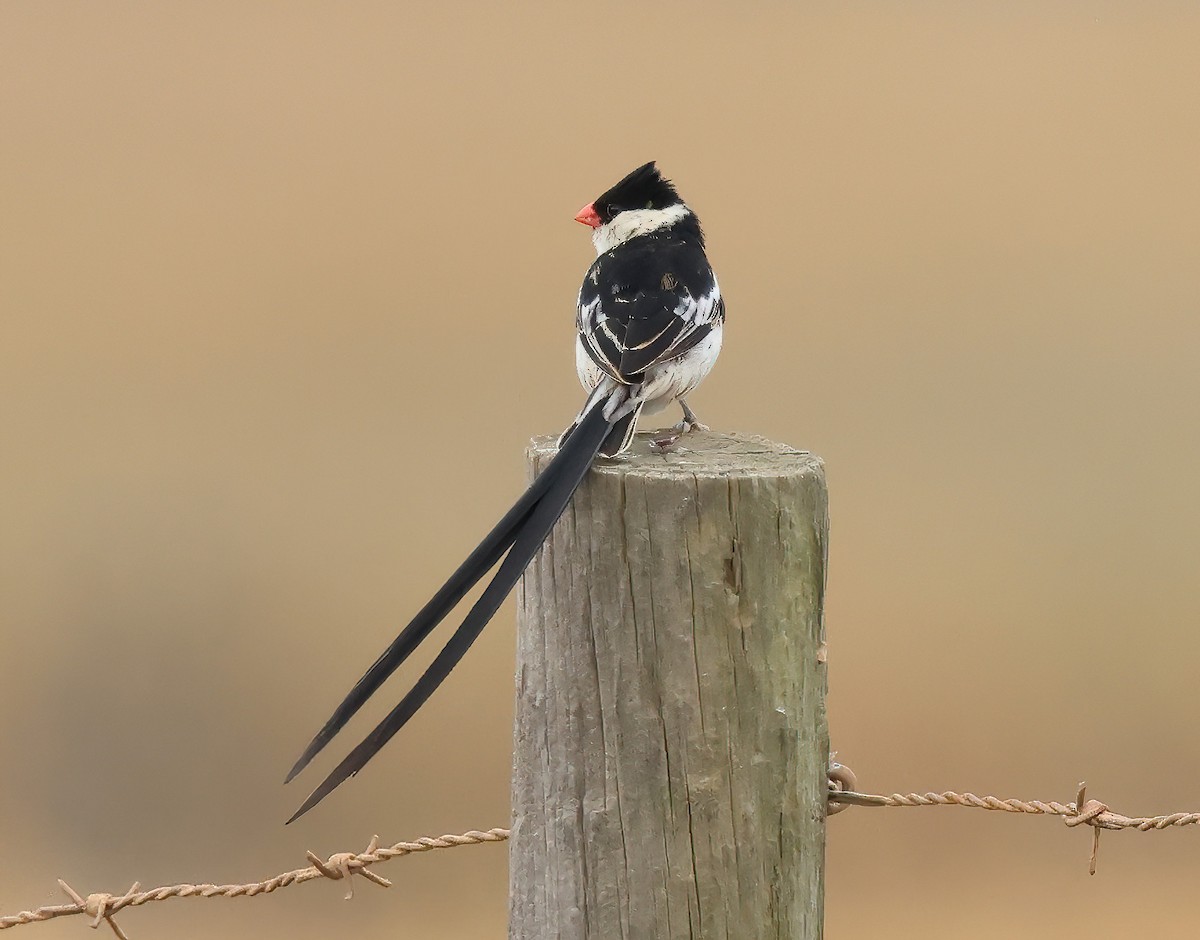 Pin-tailed Whydah - ML645029807
