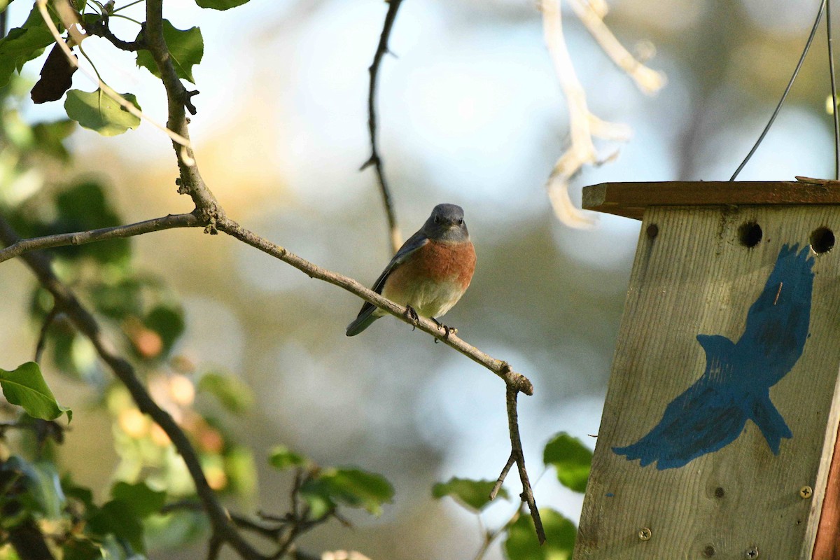 Western Bluebird - ML645029808